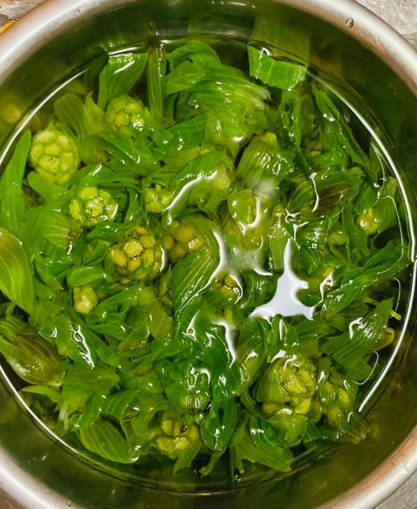 蕗の薹