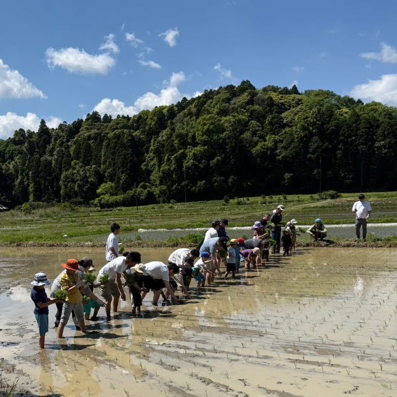 田植え