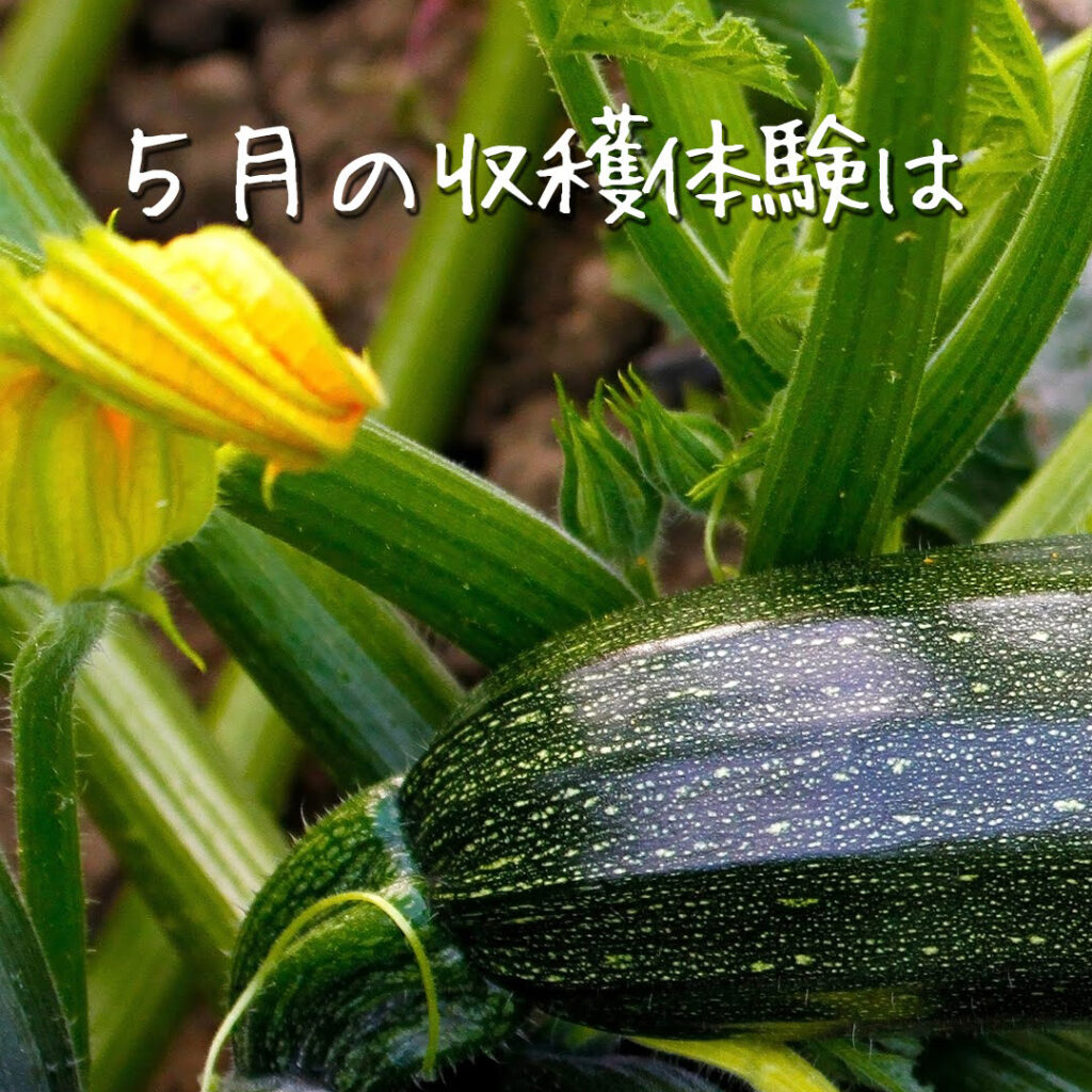 5月はズッキーニ
