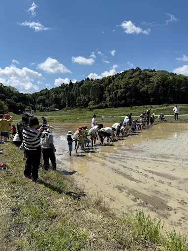 田植え