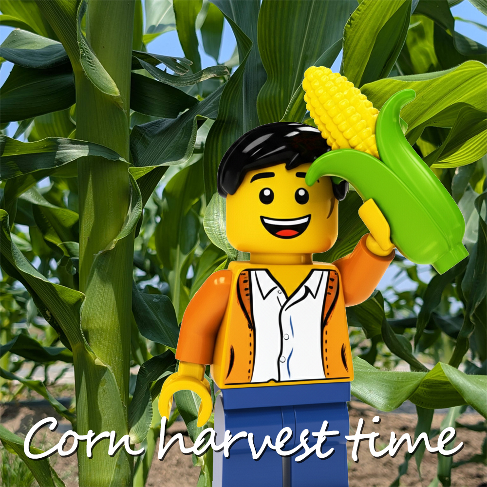corn